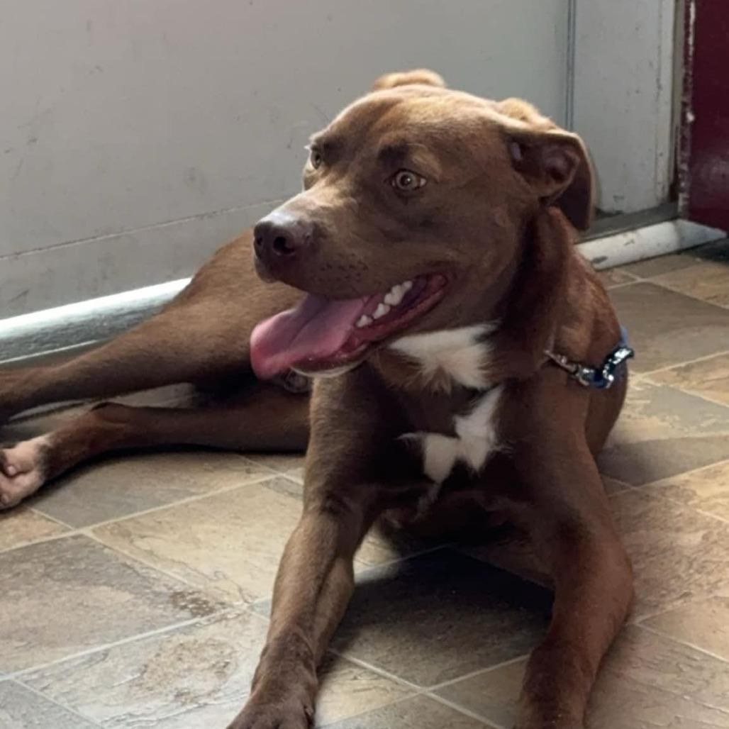 Haze, a Adoptable Pit Bull Terrier in Lynchburg, VA image 2/3