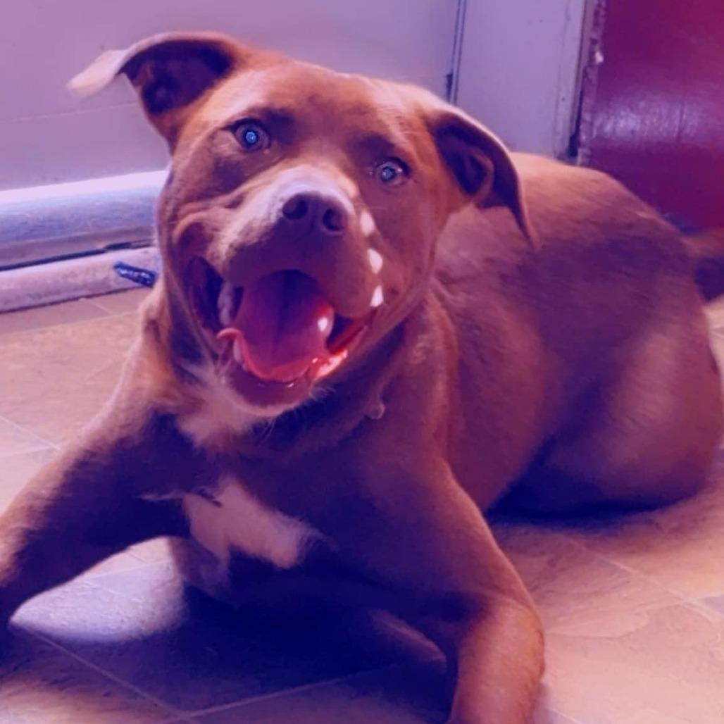 Haze, a Adoptable Pit Bull Terrier in Lynchburg, VA image 3/3