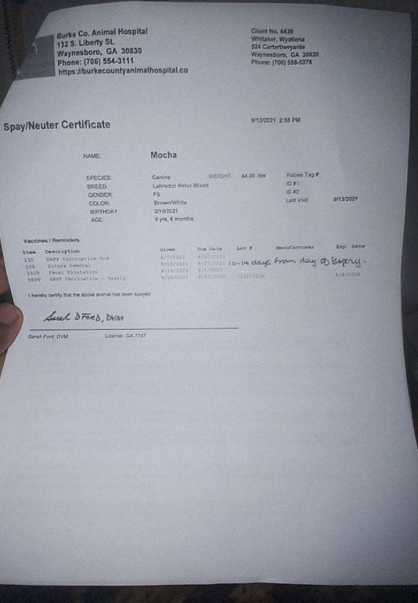 Mocha (Savannah), Adoptable, Adult Female Pit Bull Terrier.