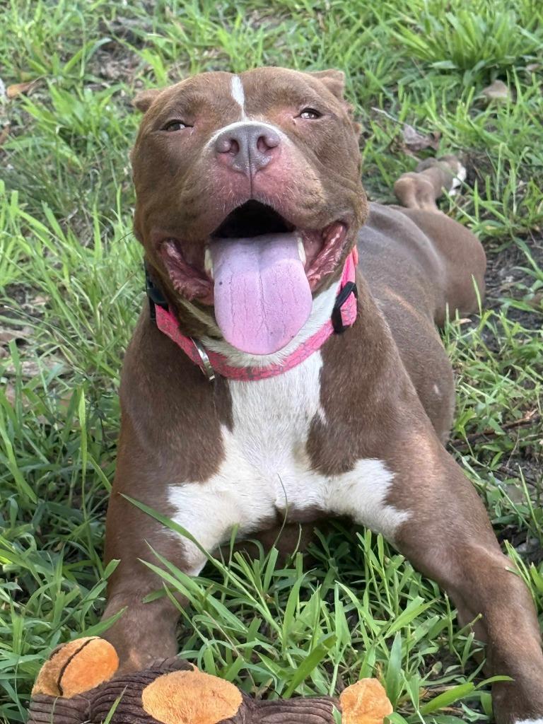 Enlarge Mocha (Savannah), a Adoptable Pit Bull Terrier in Augusta, GA image 3/6