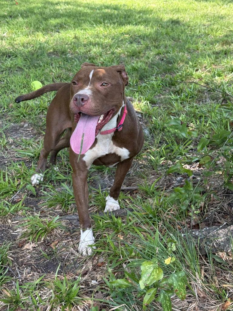 Mocha (Savannah), a Adoptable Pit Bull Terrier in Augusta, GA image 2/6