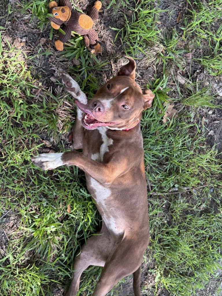 Enlarge Mocha (Savannah), a Adoptable Pit Bull Terrier in Augusta, GA image 5/6