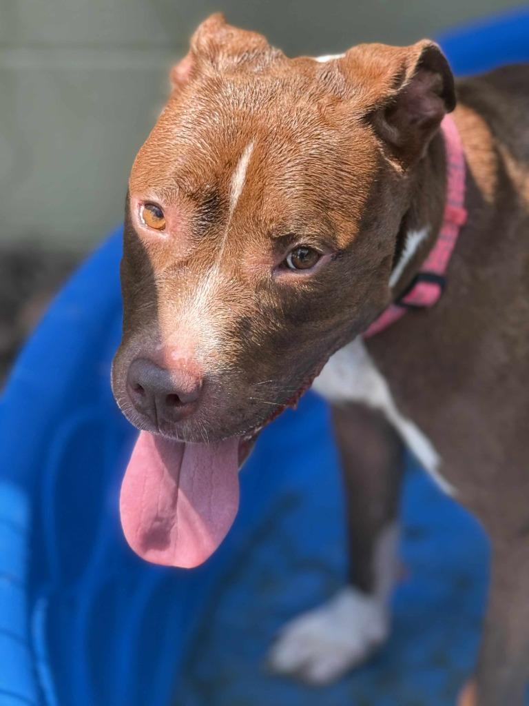 Enlarge Mocha (Savannah), a Adoptable Pit Bull Terrier in Augusta, GA image 6/6