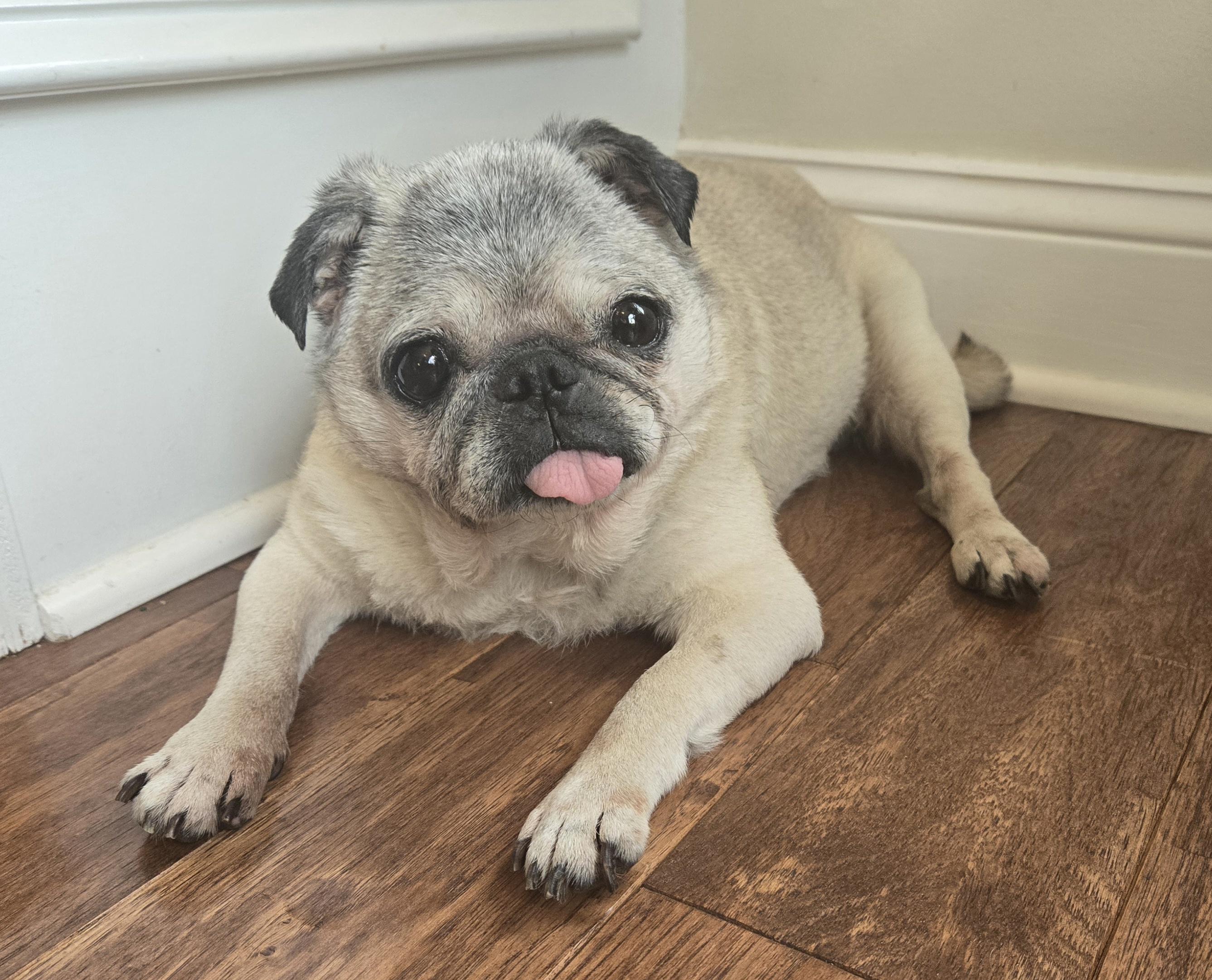 Enlarge Princess June, an adopted Pug in Wilmington, DE image 5/6