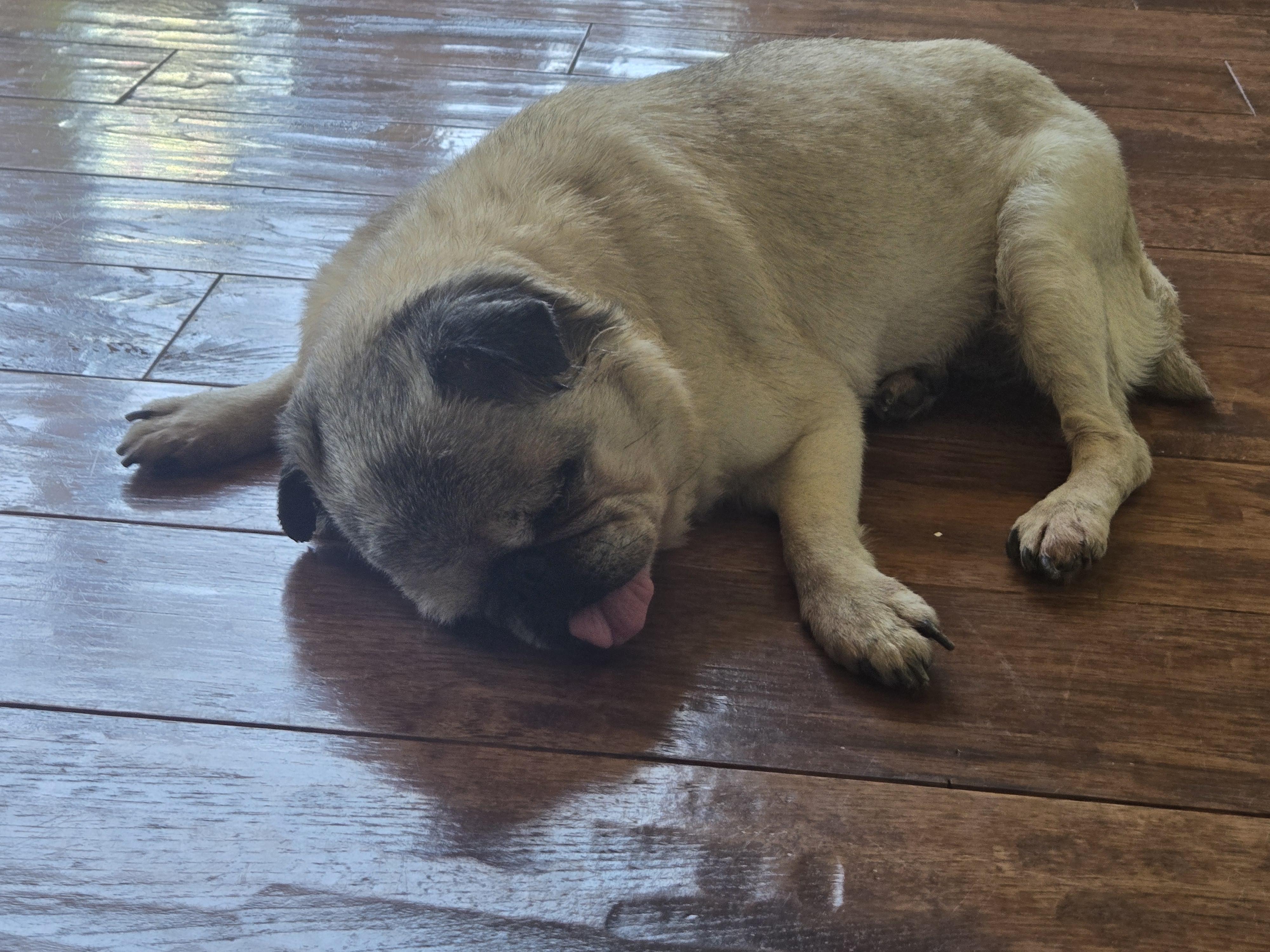 Enlarge Princess June, an adopted Pug in Wilmington, DE image 2/6