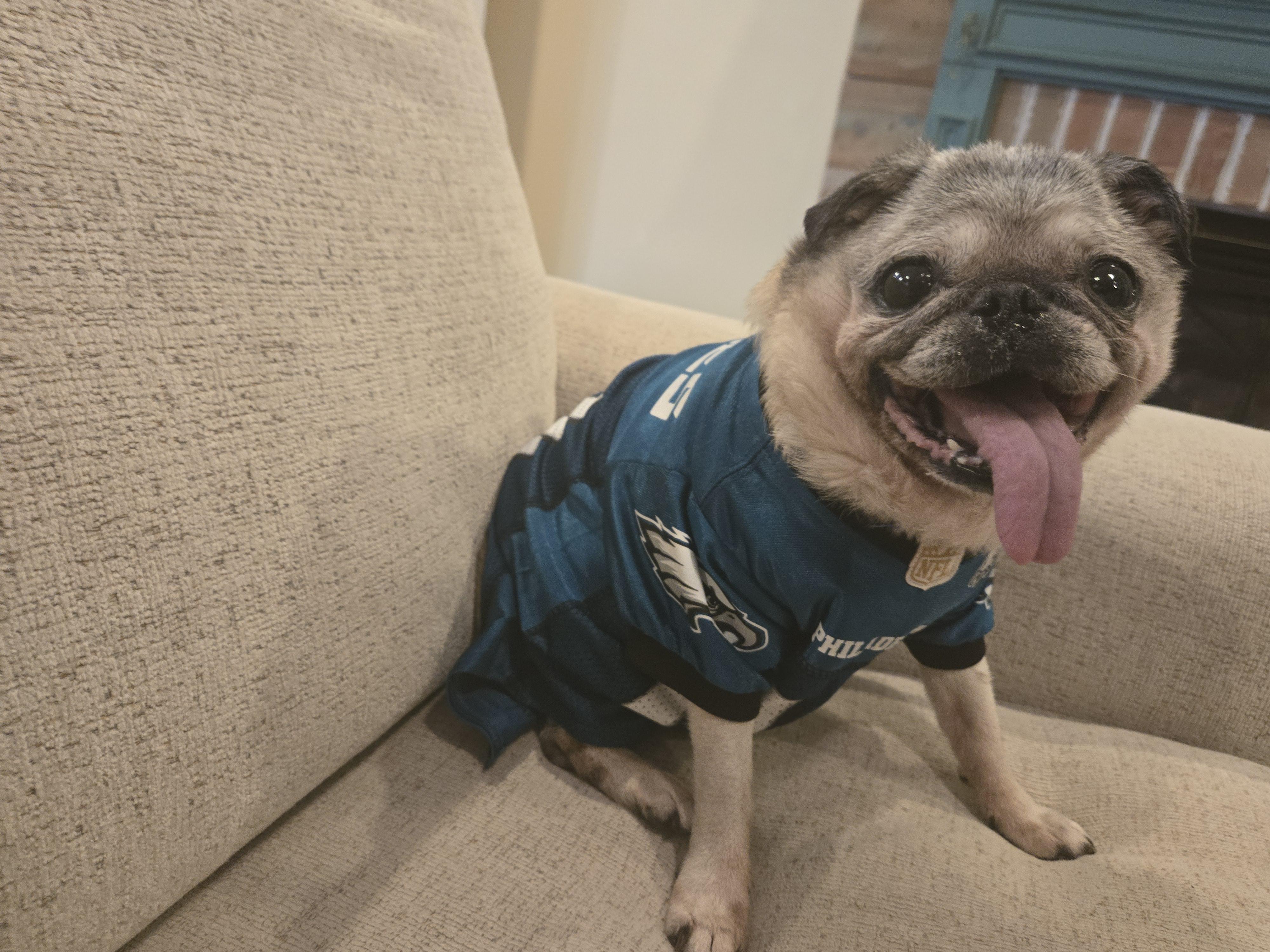 Enlarge Princess June, an adopted Pug in Wilmington, DE image 3/6