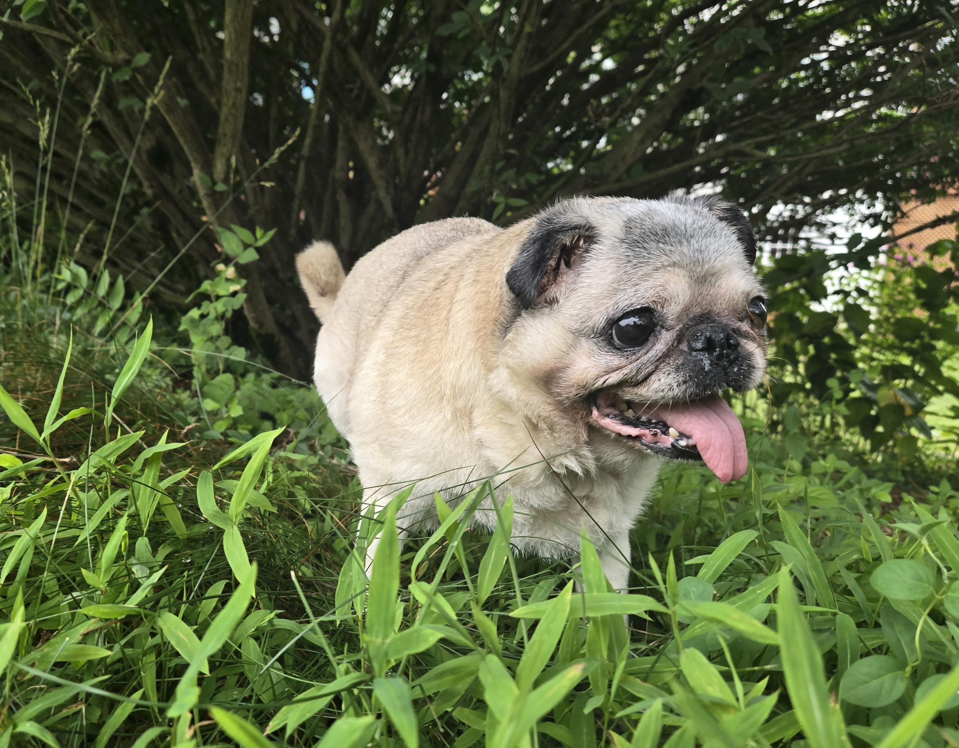 Enlarge Princess June, an adopted Pug in Wilmington, DE image 4/6