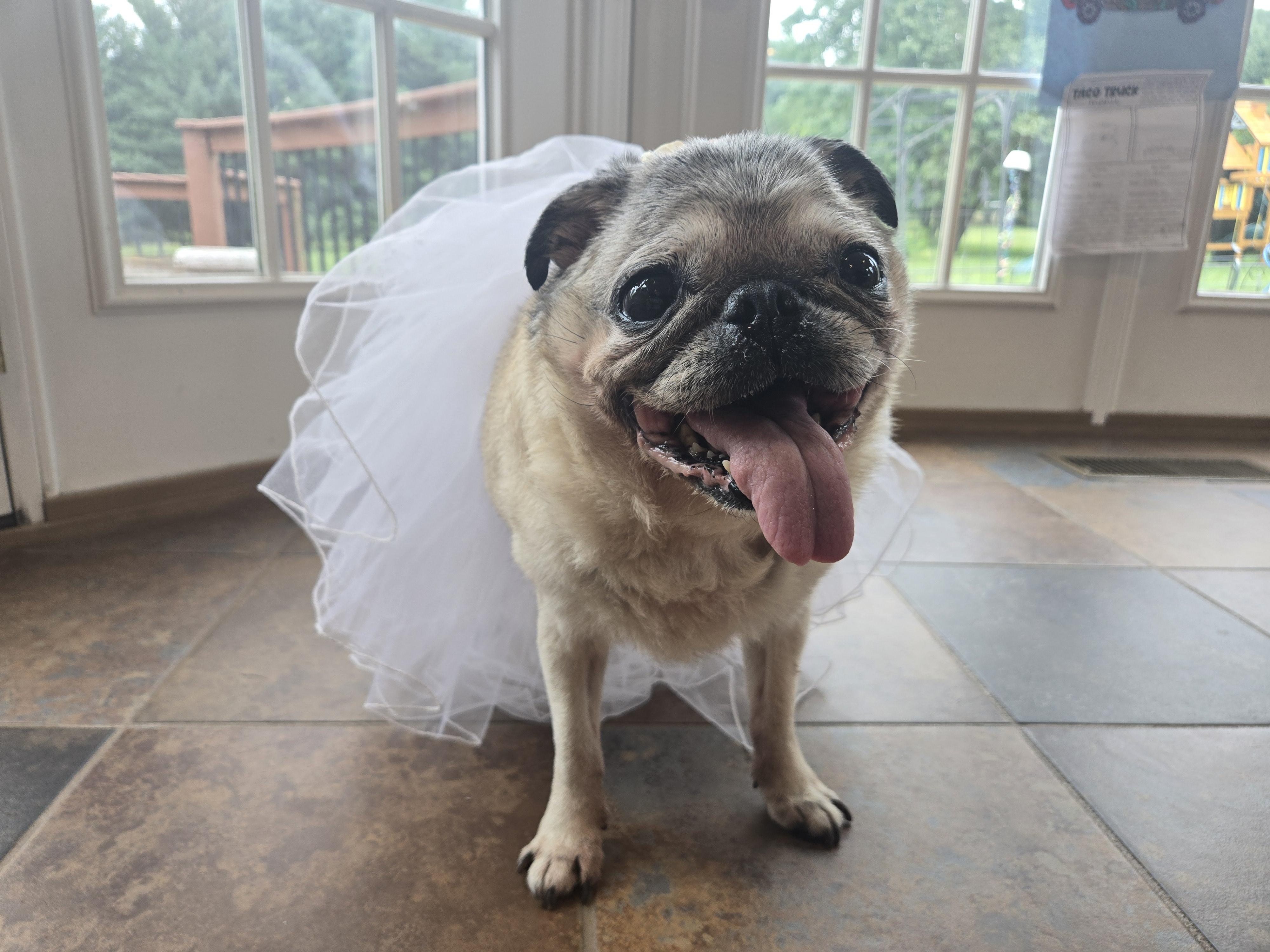 Princess June, adopted, Senior Female Pug.