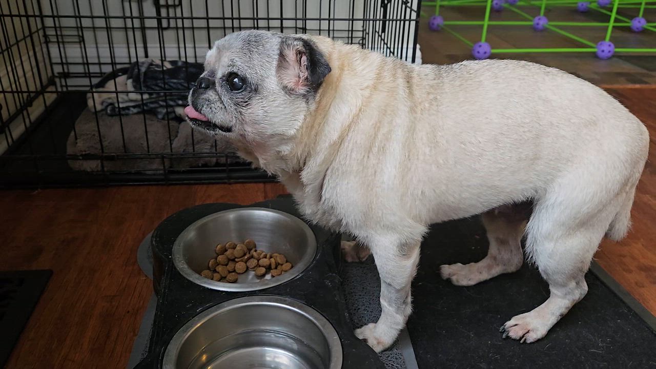 Enlarge Princess June, an adopted Pug in Wilmington, DE video 6/6