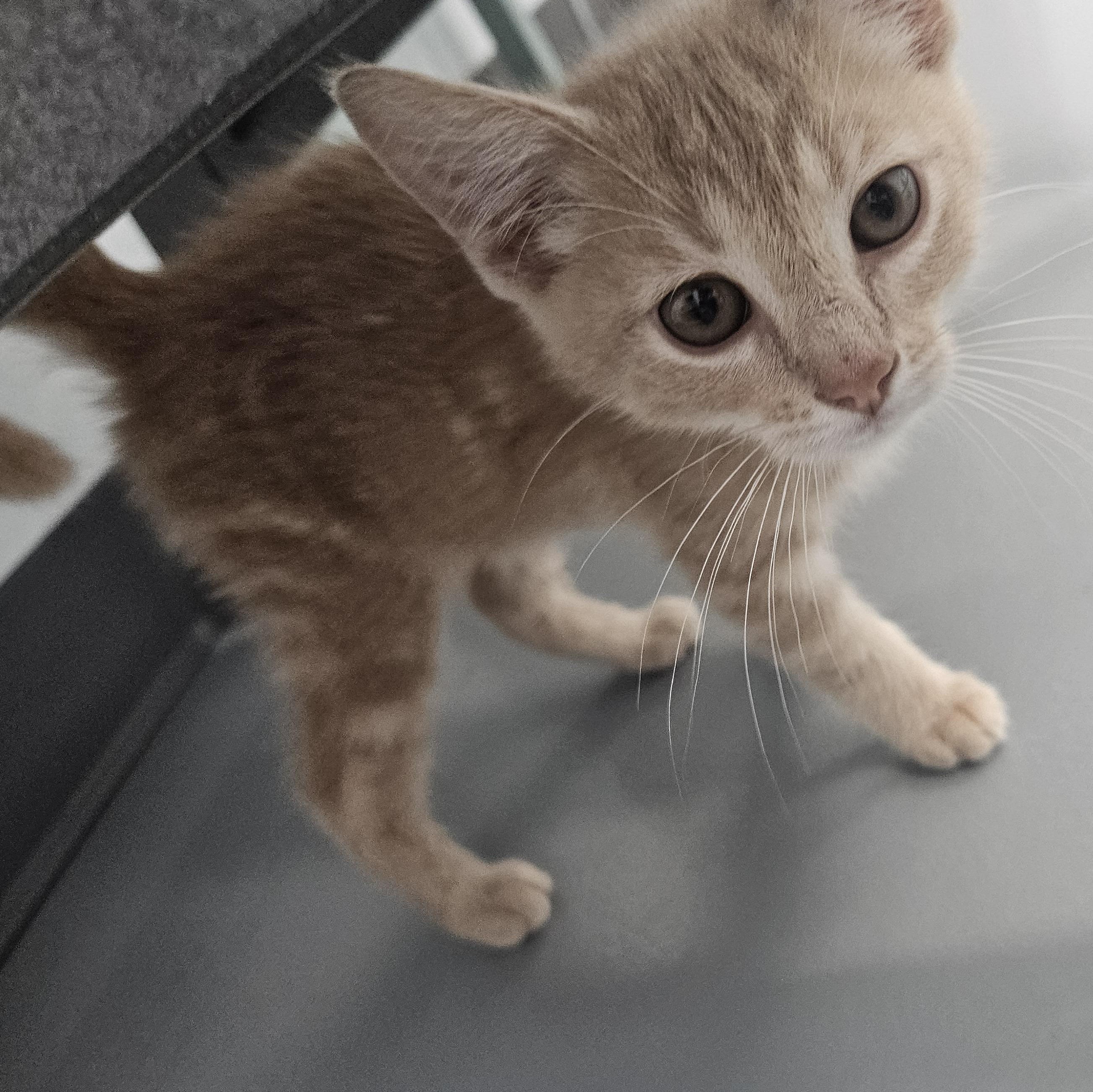 Kebab - At Pet Supplies Plus, ADOPTABLE, Kitten Male Domestic Short Hair.