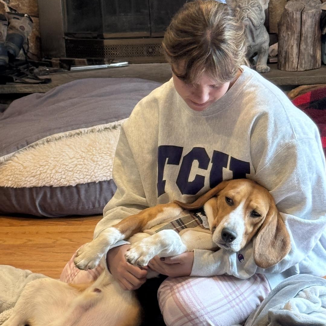 Henry, a ADOPTABLE Beagle in Stamford, CT image 4/6