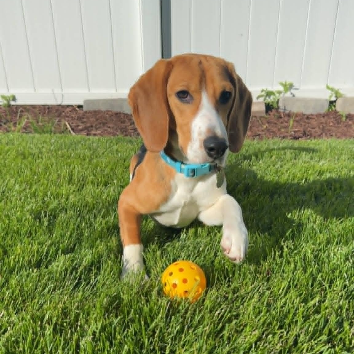 Henry, ADOPTABLE, Young Male Beagle.