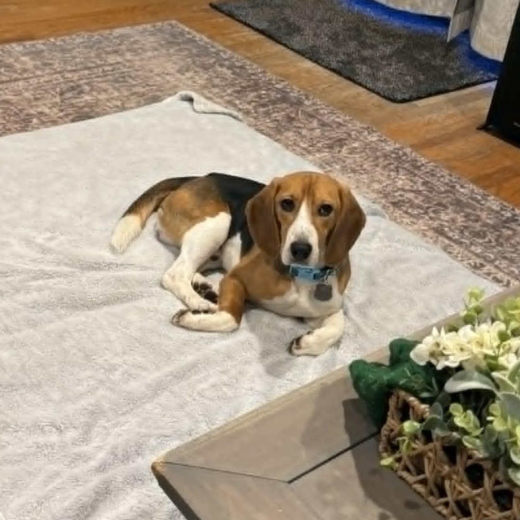 Henry, a ADOPTABLE Beagle in Stamford, CT image 6/6
