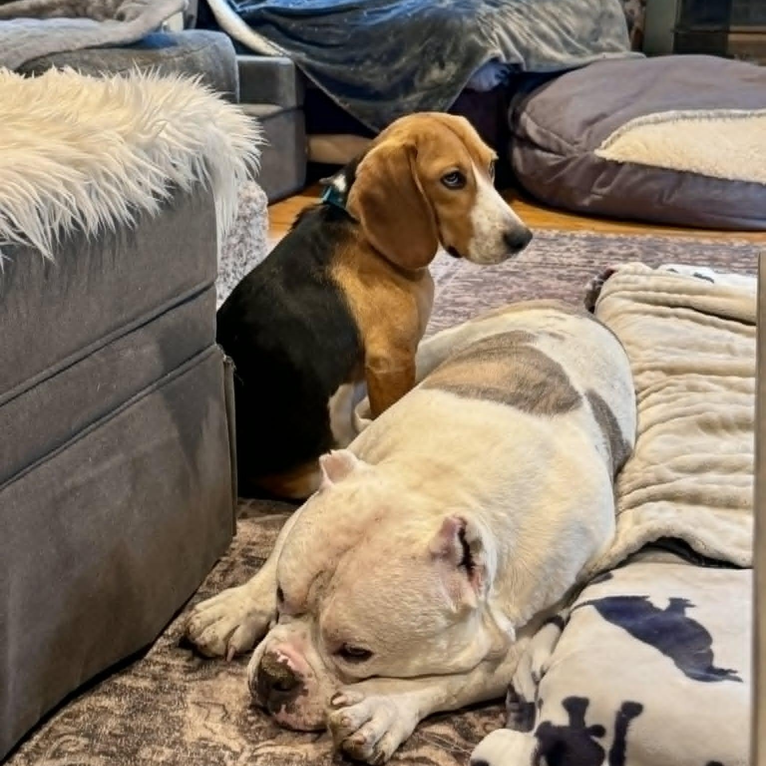 Henry, a ADOPTABLE Beagle in Stamford, CT image 2/6