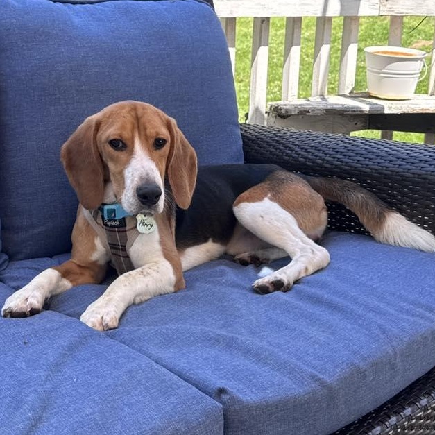 Henry, a ADOPTABLE Beagle in Stamford, CT image 3/6
