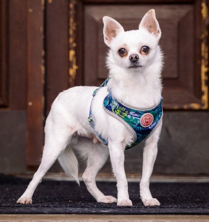 Jack aka Jacko, ADOPTABLE, Adult Male Chihuahua & Jack Russell Terrier.
