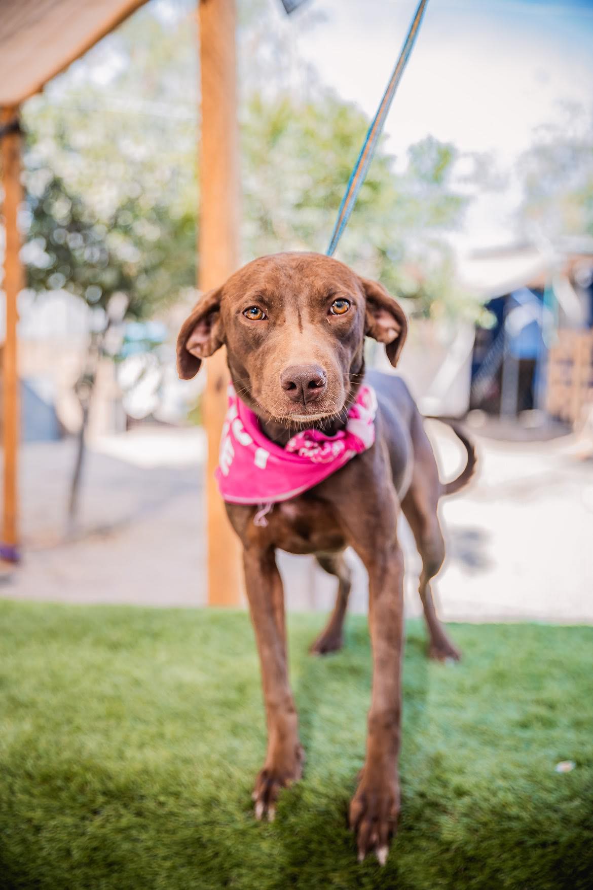 Brooke, an adoptable Chocolate Labrador Retriever in Portland, OR, 97213 | Photo Image 1