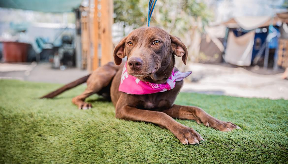 Brooke, an adoptable Chocolate Labrador Retriever in Portland, OR, 97213 | Photo Image 2