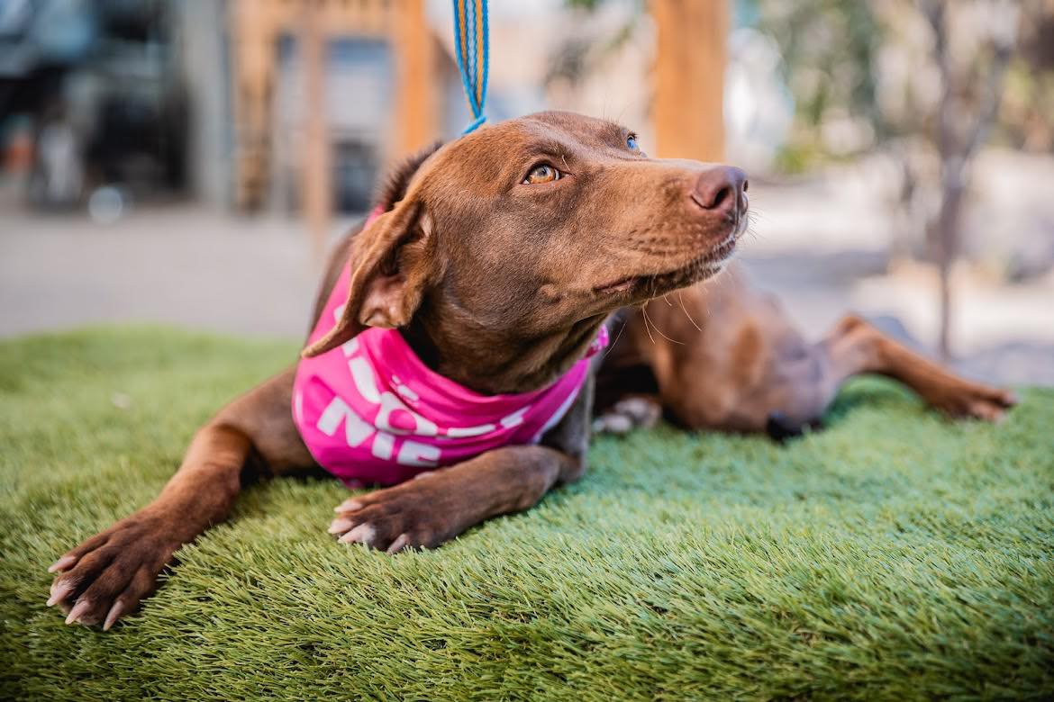 Brooke, a Adoptable mixed breed image 3/3