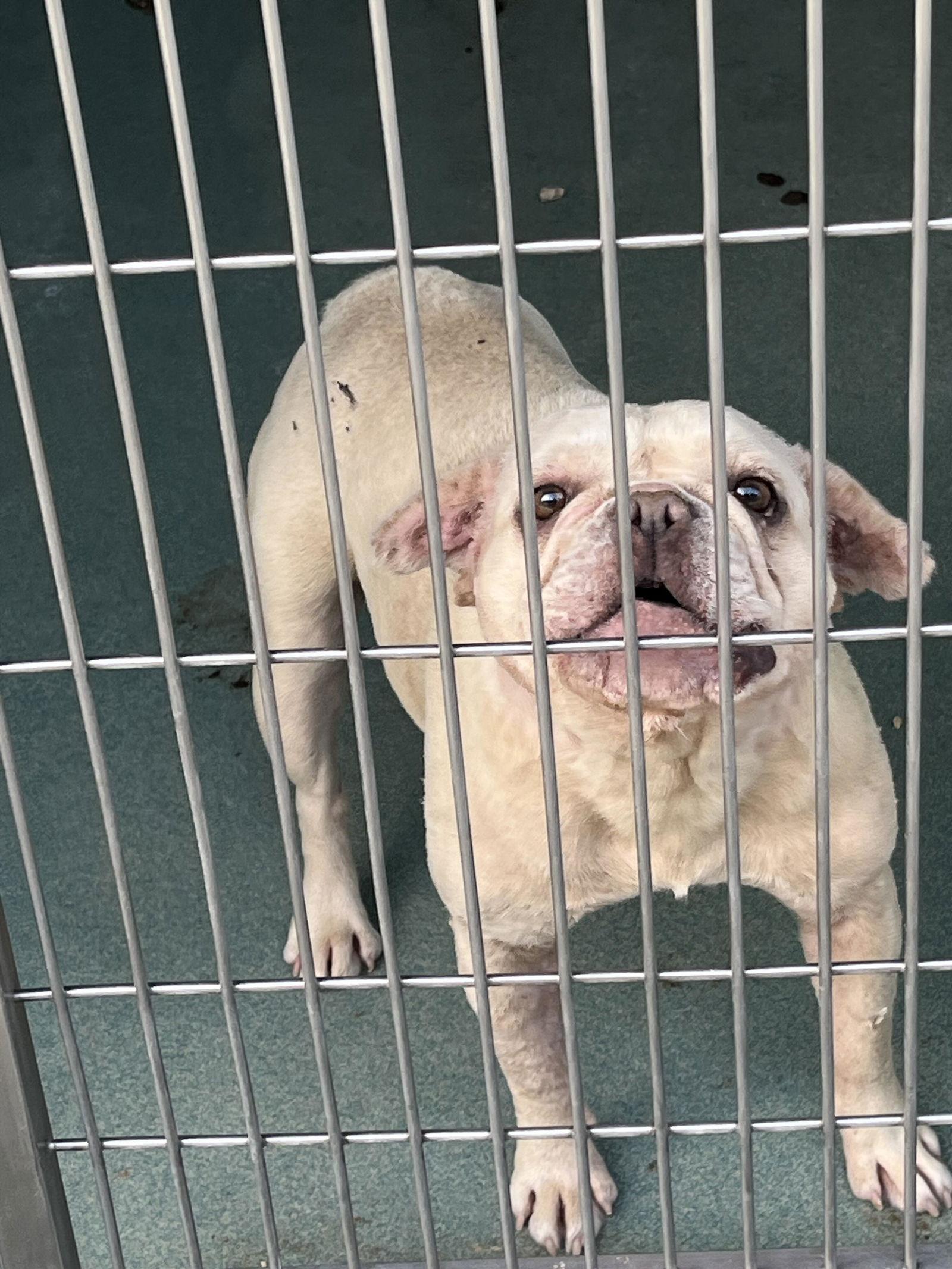 BELLA, Adoptable, Adult Female French Bulldog.