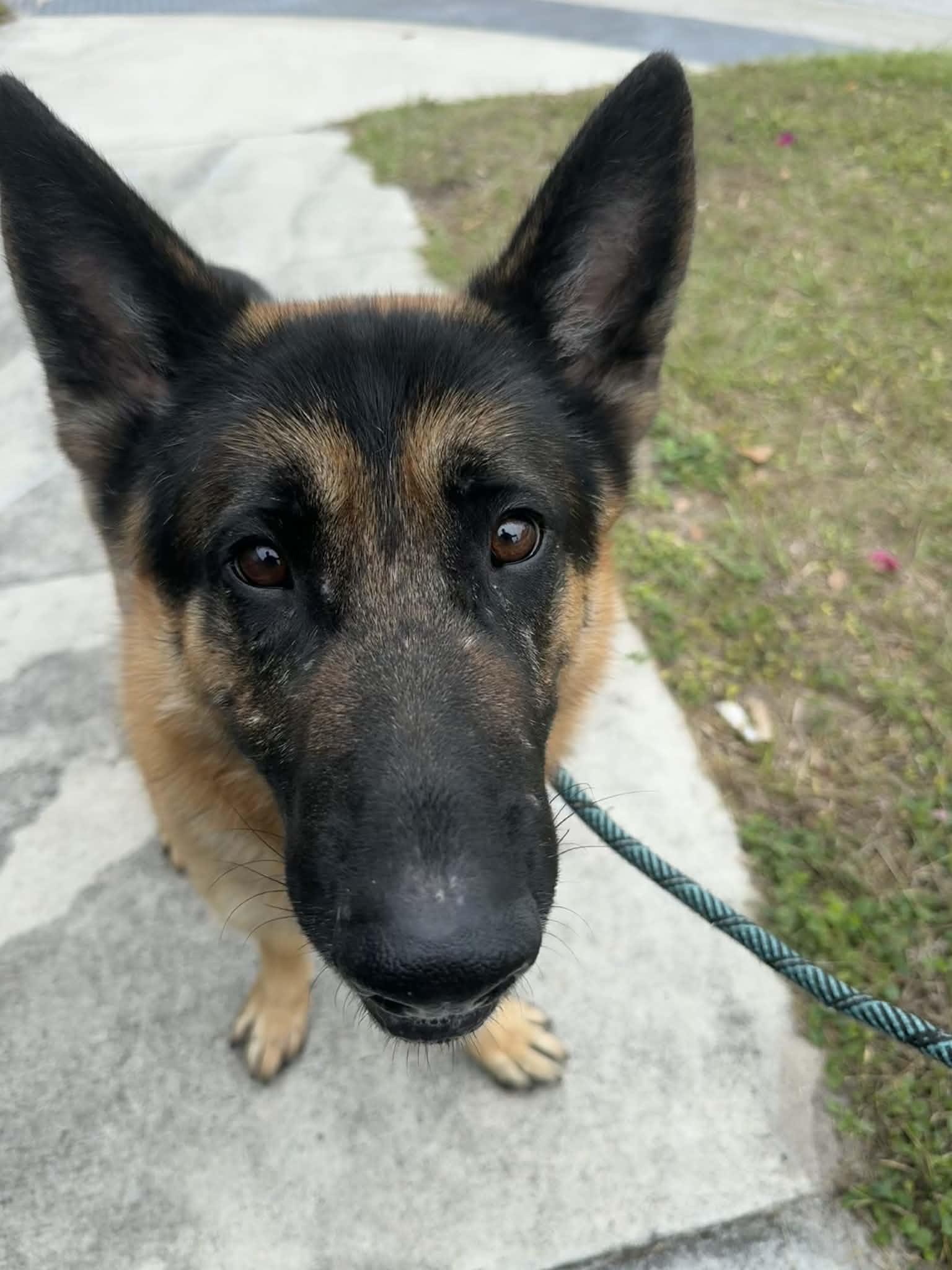 Mufasa 3146, Adoptable, Adult Male German Shepherd Dog.