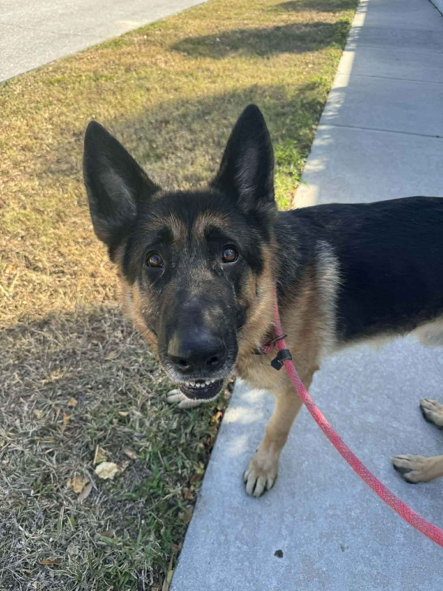 Enlarge Mufasa 3146, a Adoptable German Shepherd Dog in Pompano Beach, FL image 2/3