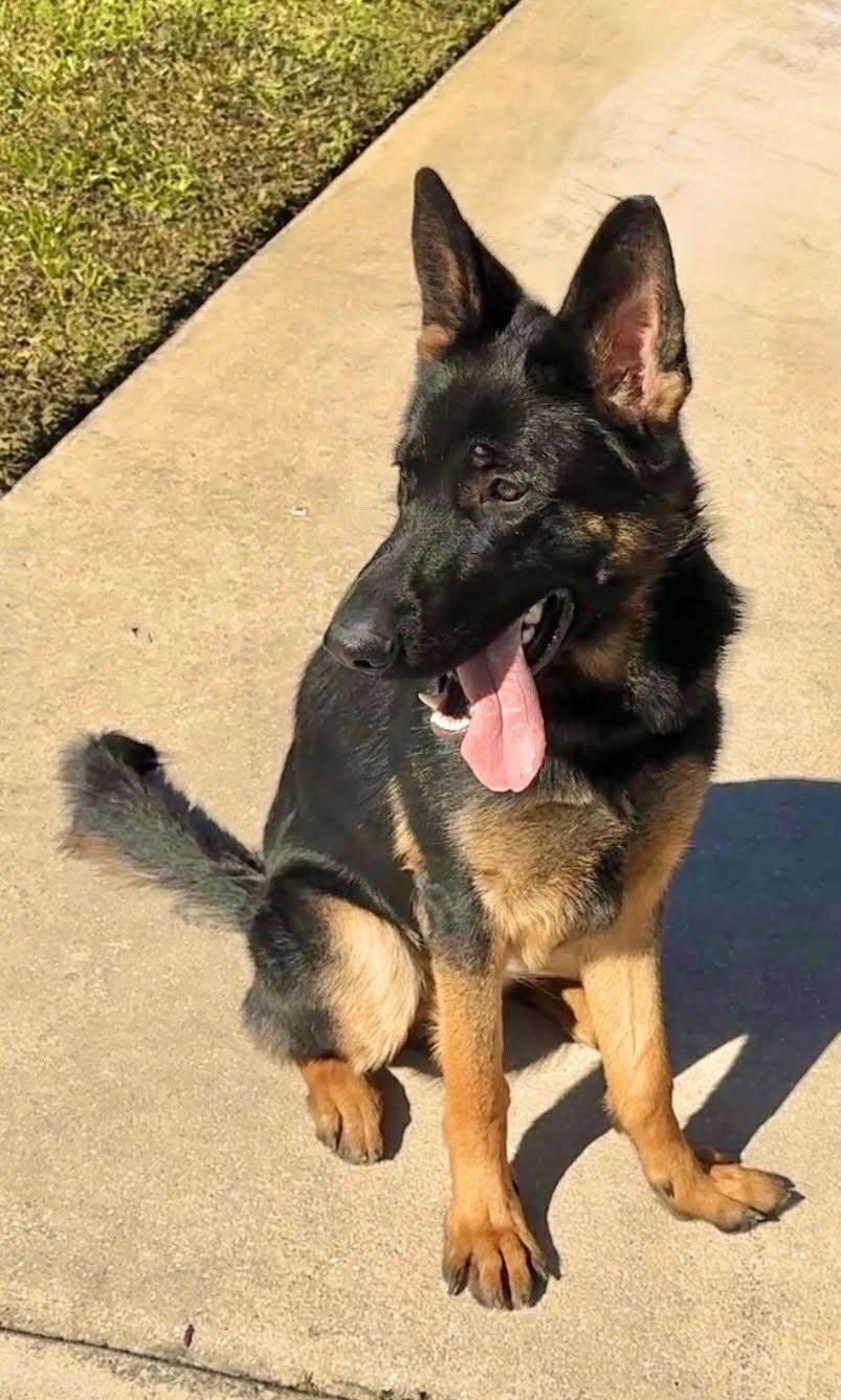 Mufasa 3146, a Adoptable German Shepherd Dog in Pompano Beach, FL image 3/3