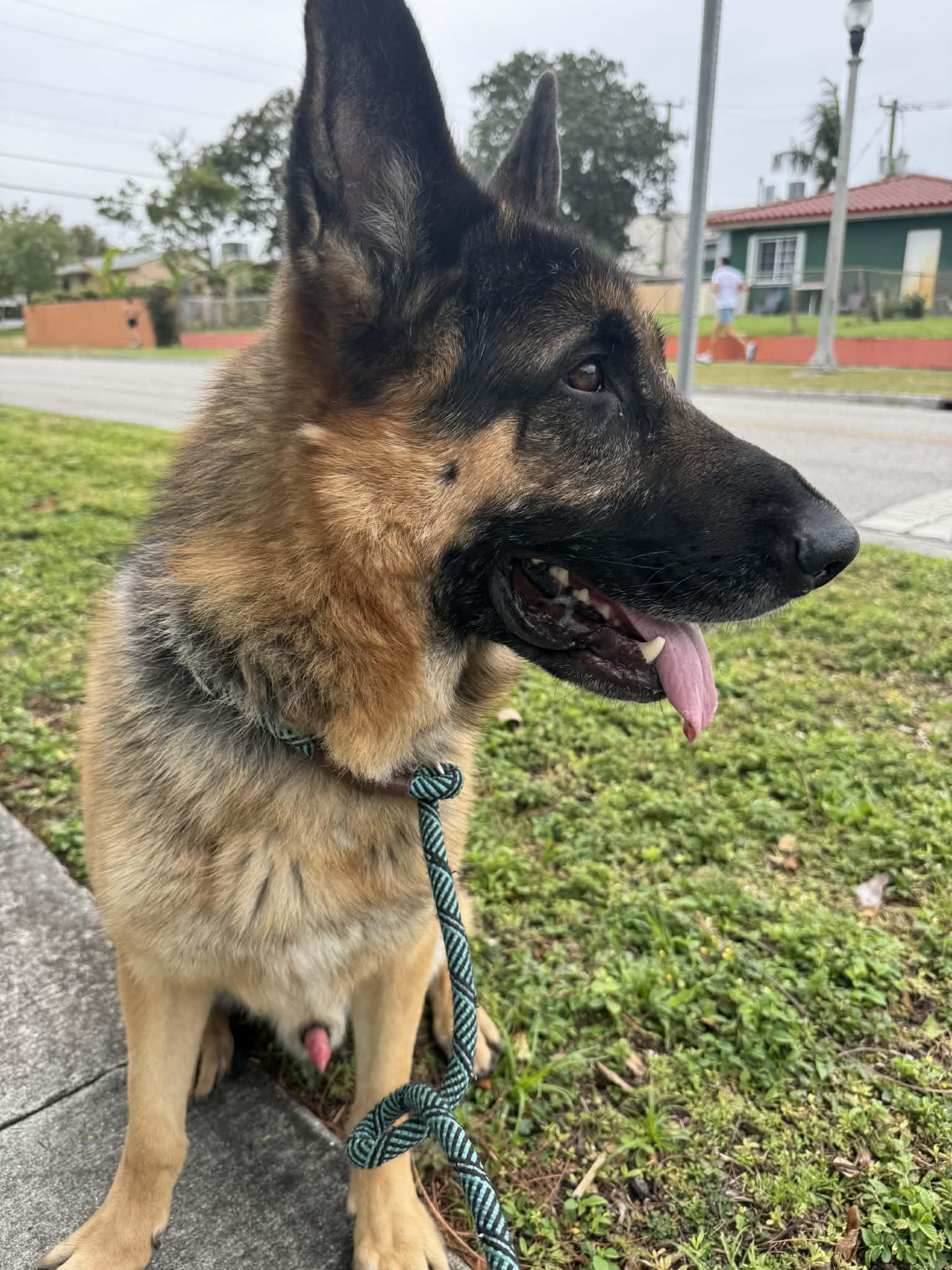 Enlarge Mufasa 3146, a Adoptable German Shepherd Dog in Pompano Beach, FL image 3/3