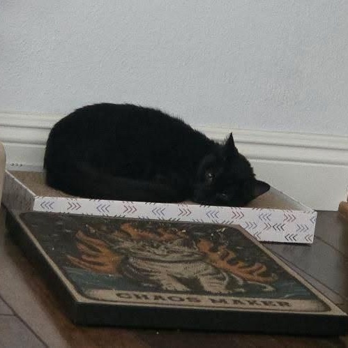 Enlarge Luna Brulette, a Adopted Domestic Short Hair in Santa Ana, CA image 5/5
