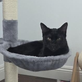 Enlarge Luna Brulette, a Adopted Domestic Short Hair in Santa Ana, CA image 3/5