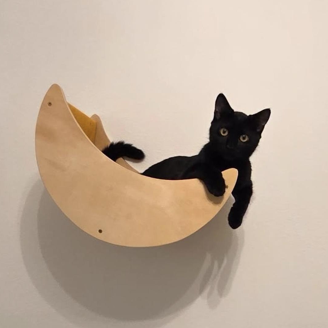 Luna Brulette, Adopted, Young Female Domestic Short Hair.