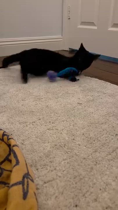 Enlarge Luna Brulette, a Adopted Domestic Short Hair in Santa Ana, CA video 2/5