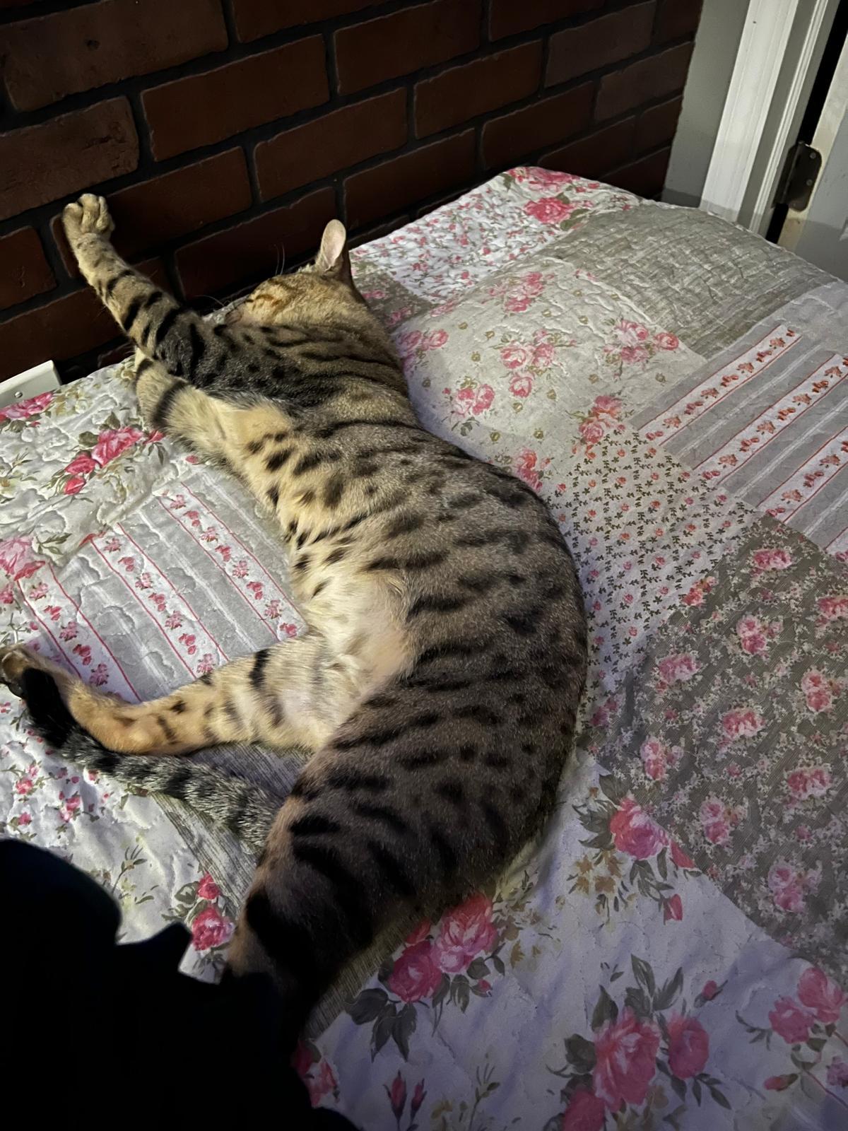 Enlarge Bobby, a Adoptable American Shorthair in Brooklyn, NY image 3/4