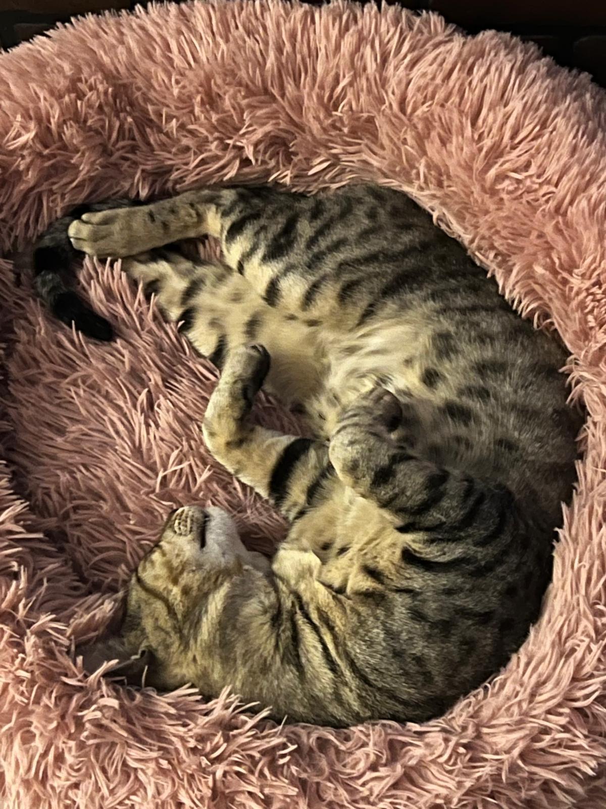 Enlarge Bobby, a Adoptable American Shorthair in Brooklyn, NY image 4/4