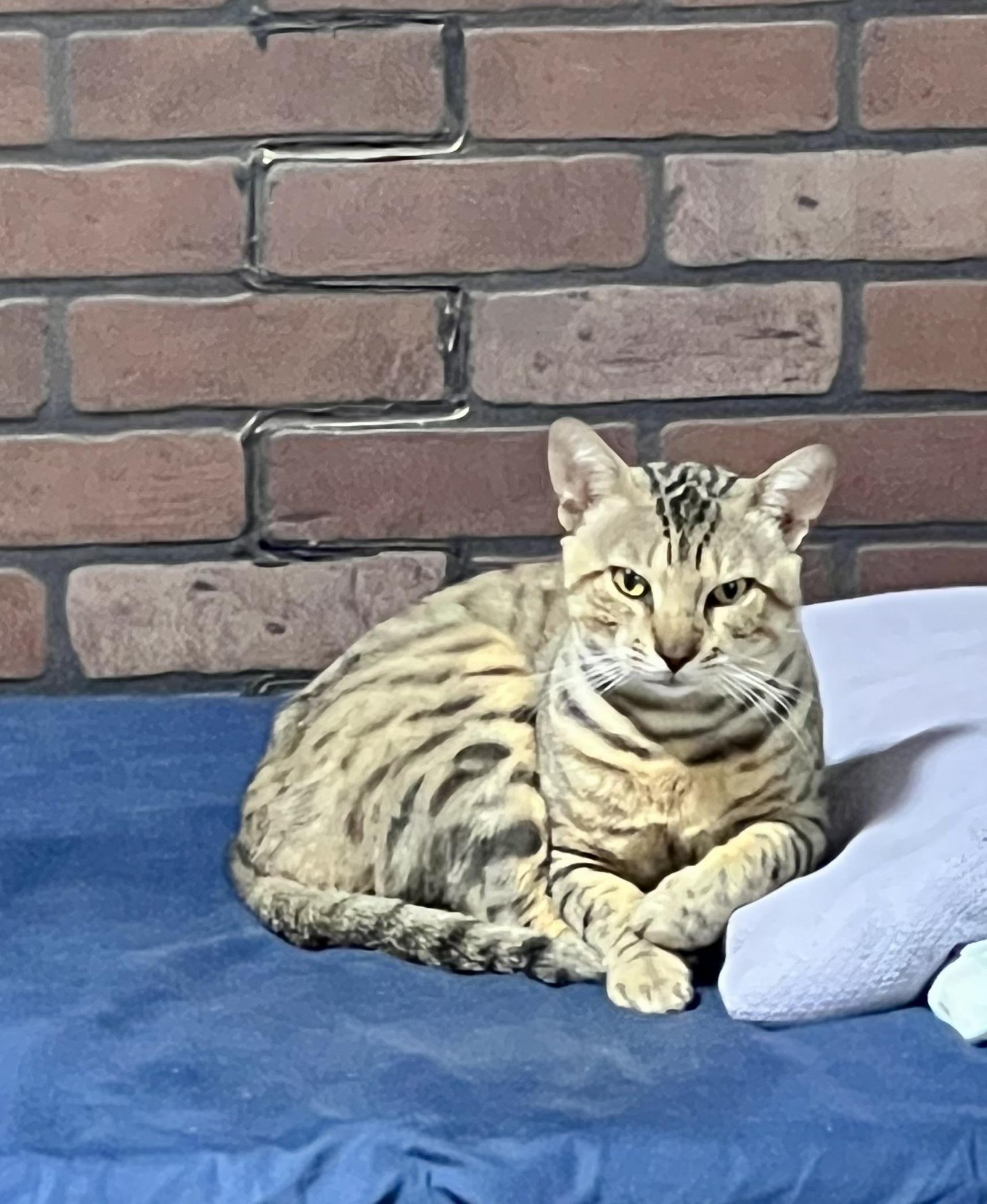 Bobby, Adoptable, Young Male Savannah.