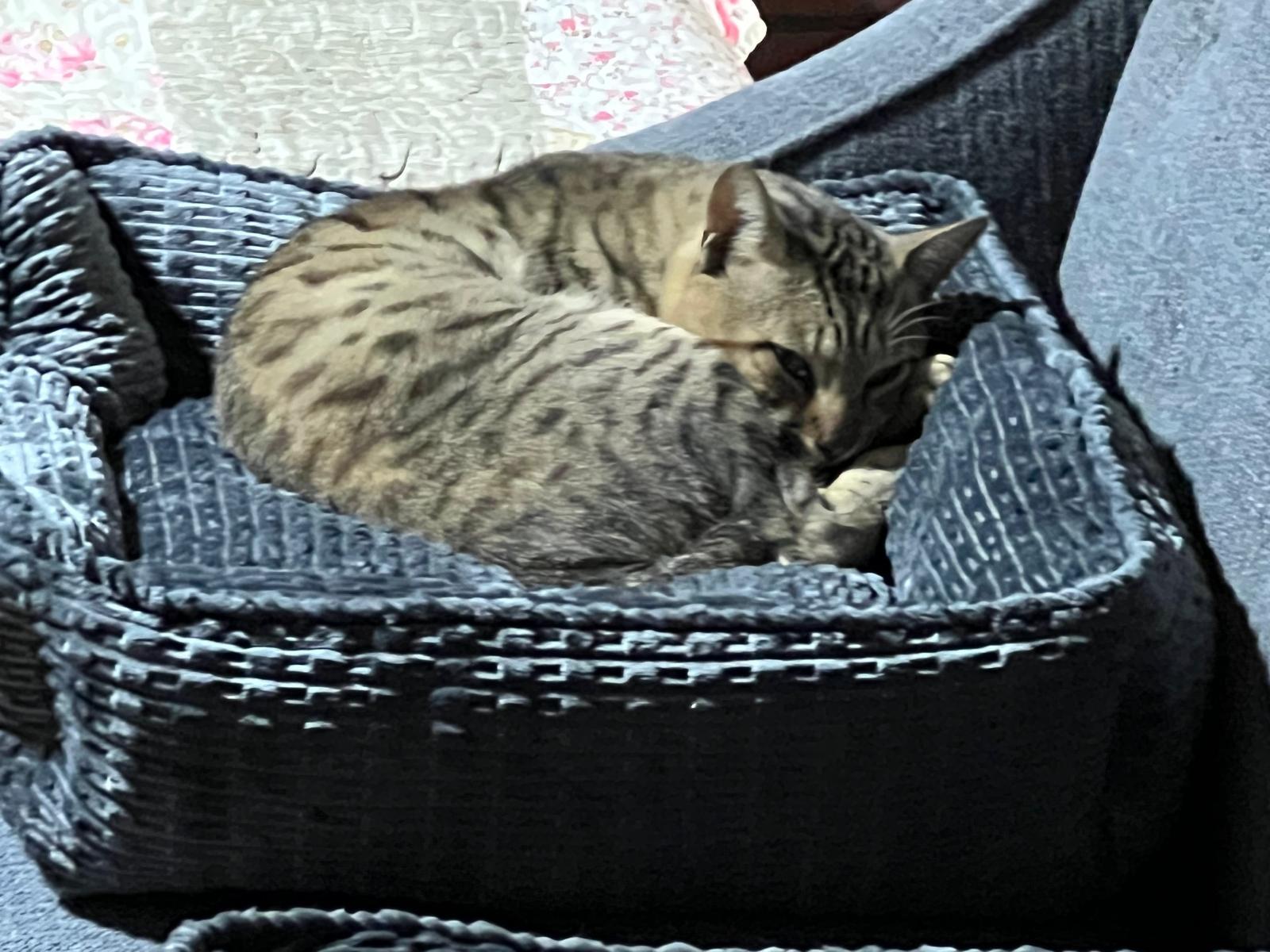 Bobby, Adoptable, Young Male American Shorthair.