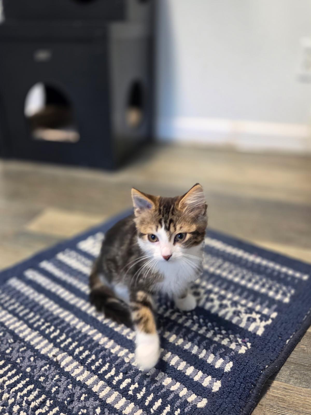 Enlarge Lilly, a Adoptable Tabby in Crescent City, CA image 4/4