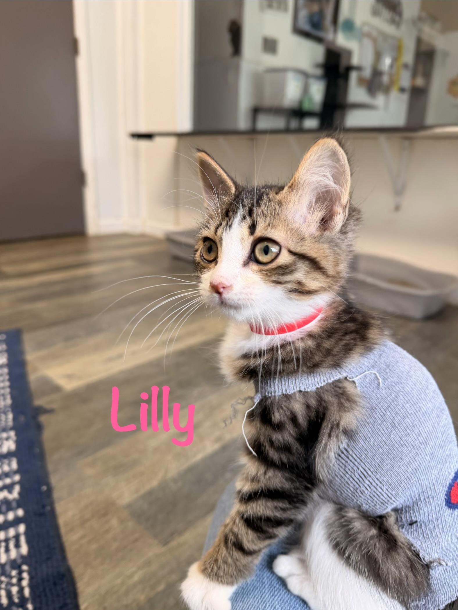Enlarge Lilly, a Adoptable Tabby in Crescent City, CA image 2/4