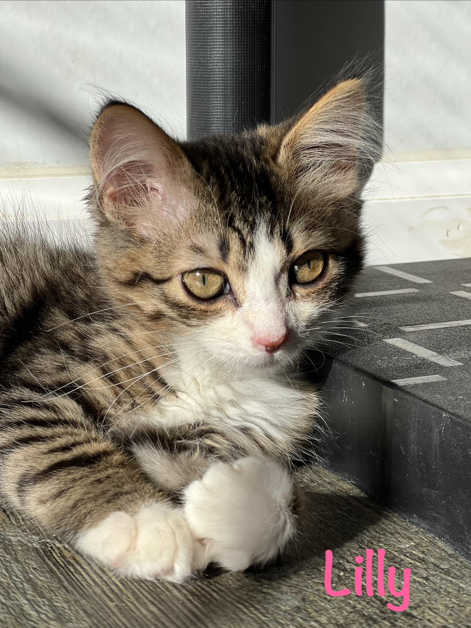 Enlarge Lilly, a Adoptable Tabby in Crescent City, CA image 1/4