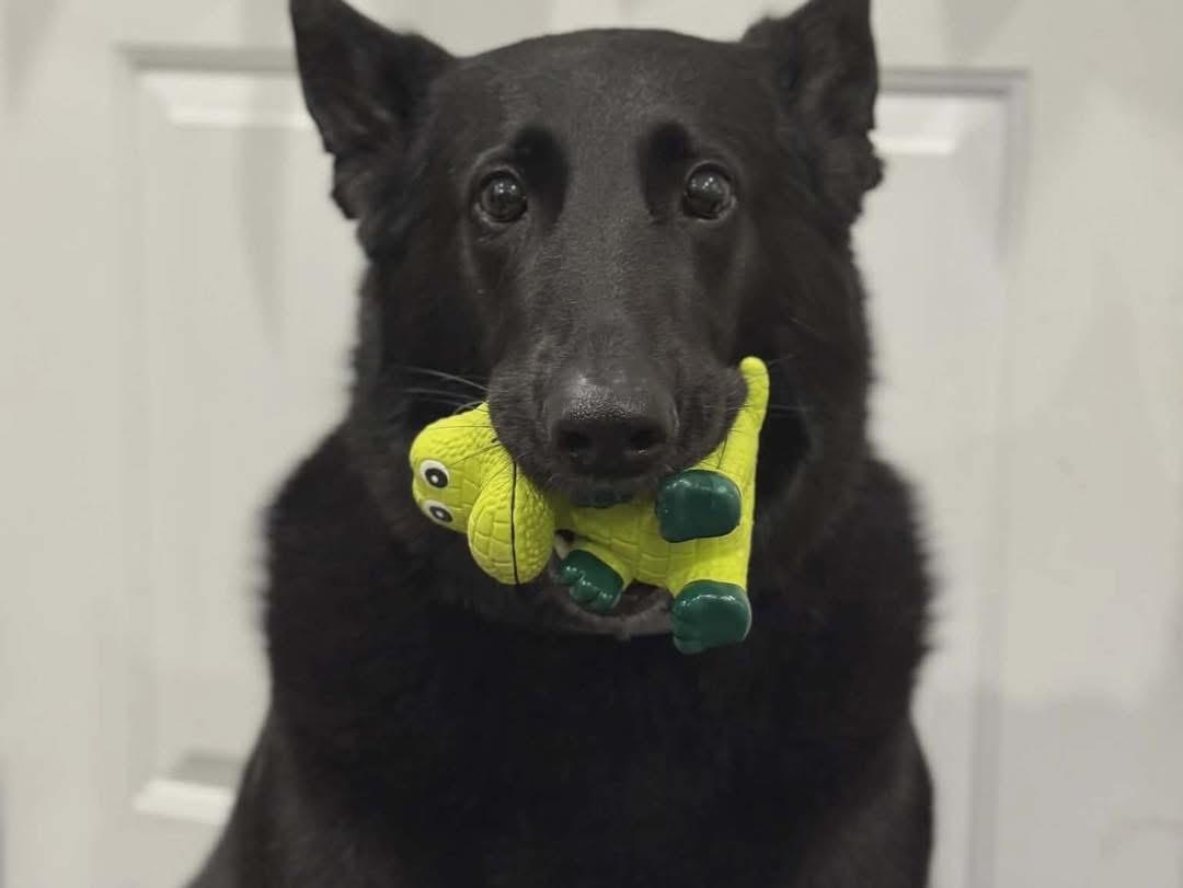 Diana , ADOPTABLE, Adult Female German Shepherd Dog.