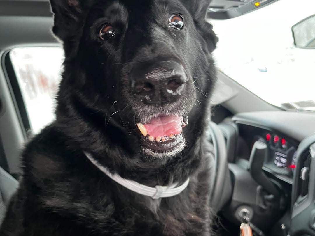 Enlarge Diana , a ADOPTABLE German Shepherd Dog in Fairfax , VA image 3/3