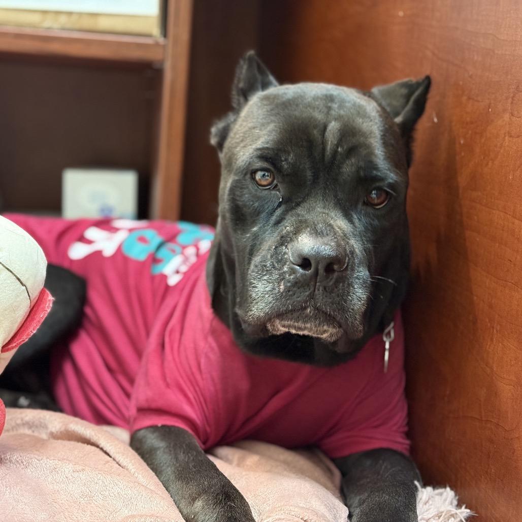 Martha, a Adoptable Mixed Breed in Auburn, AL image 1/6