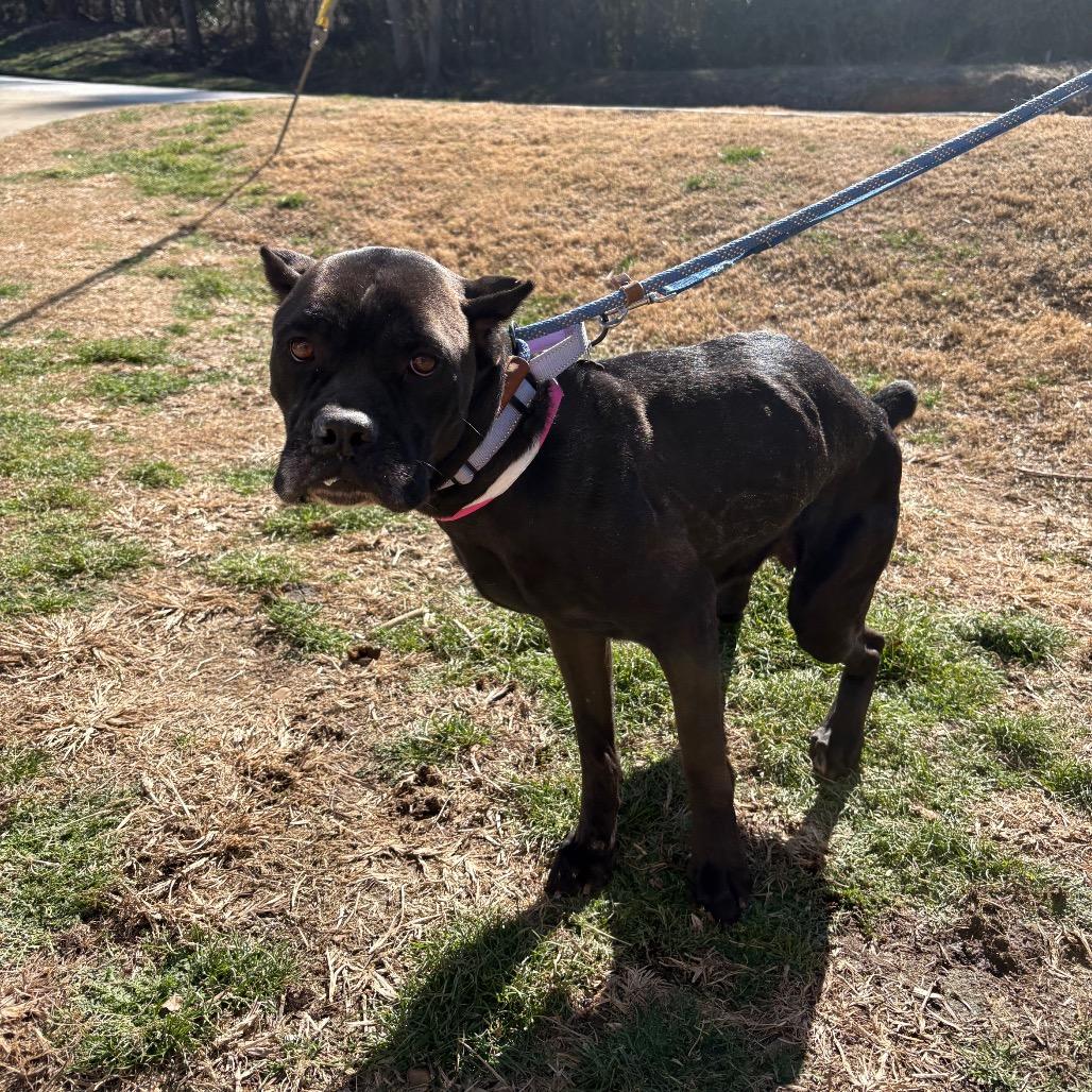 Martha, a Adoptable Mixed Breed in Auburn, AL image 2/6