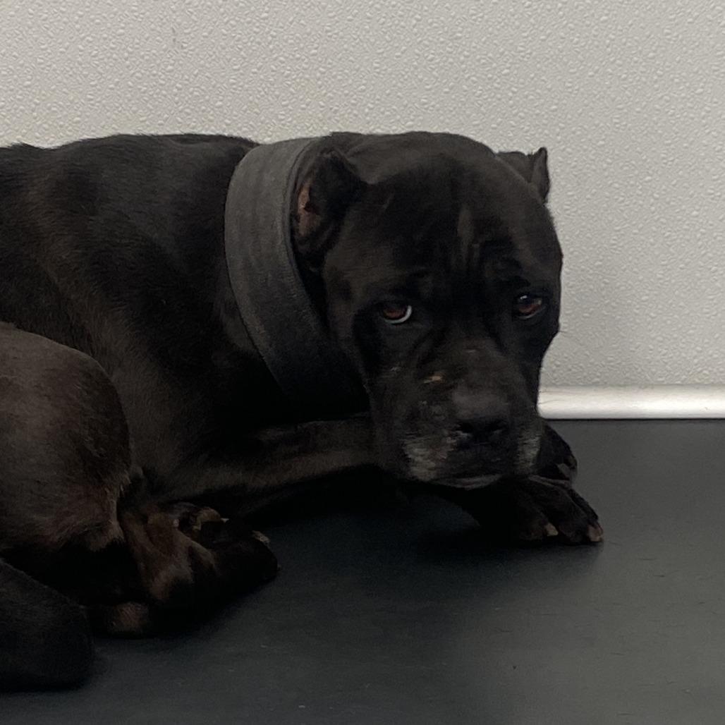 Martha, a Adoptable Mixed Breed in Auburn, AL image 3/6