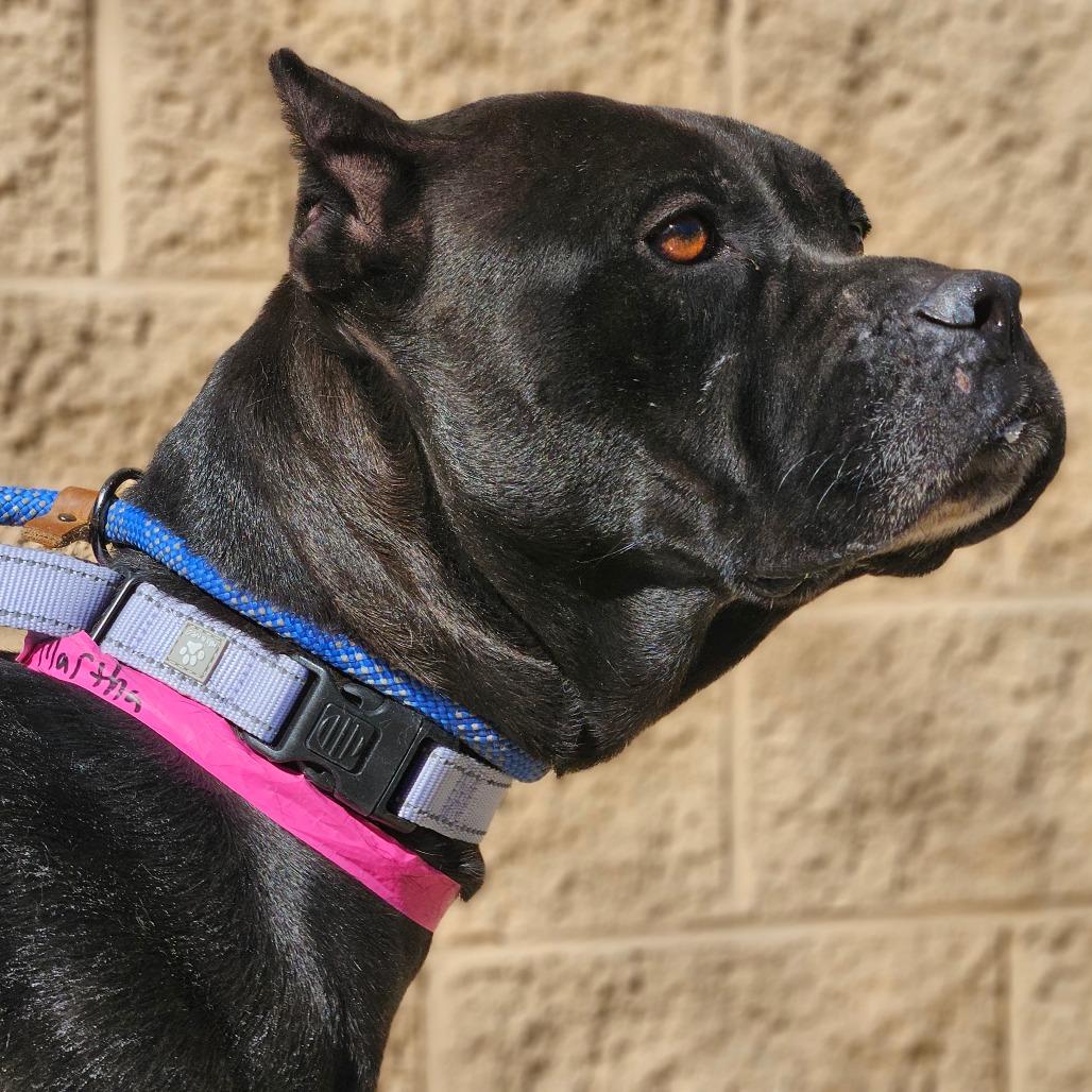 Martha, a Adoptable Mixed Breed in Auburn, AL image 4/6