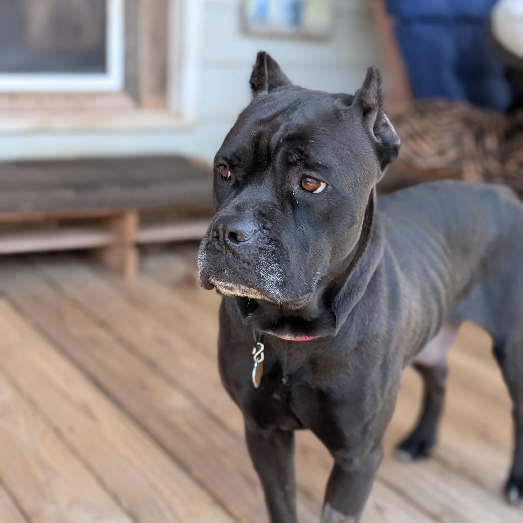 Martha, a Adoptable Mixed Breed in Auburn, AL image 5/6