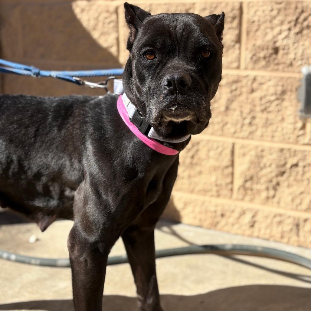 Martha, a Adoptable Mixed Breed in Auburn, AL image 6/6