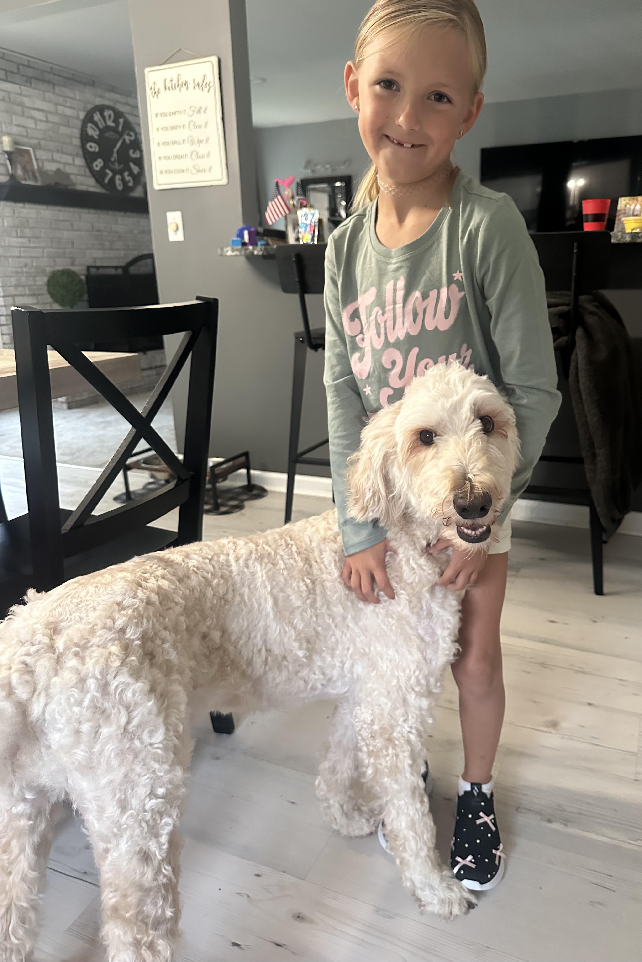Remi Foster to Adopt, a ADOPTABLE Goldendoodle in White Lake, MI image 3/3