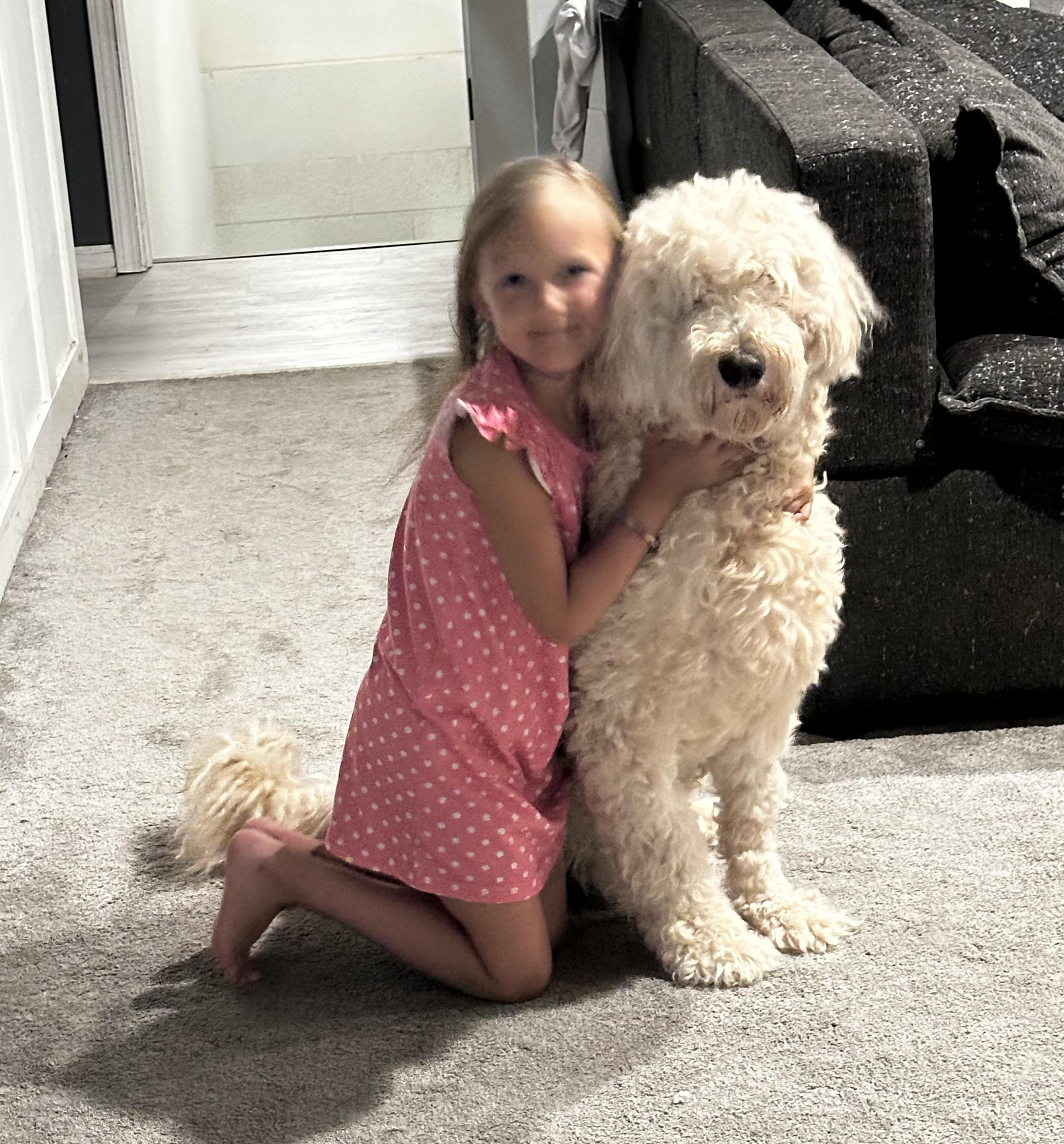 Remi Foster to Adopt, a ADOPTABLE Goldendoodle in White Lake, MI image 2/3