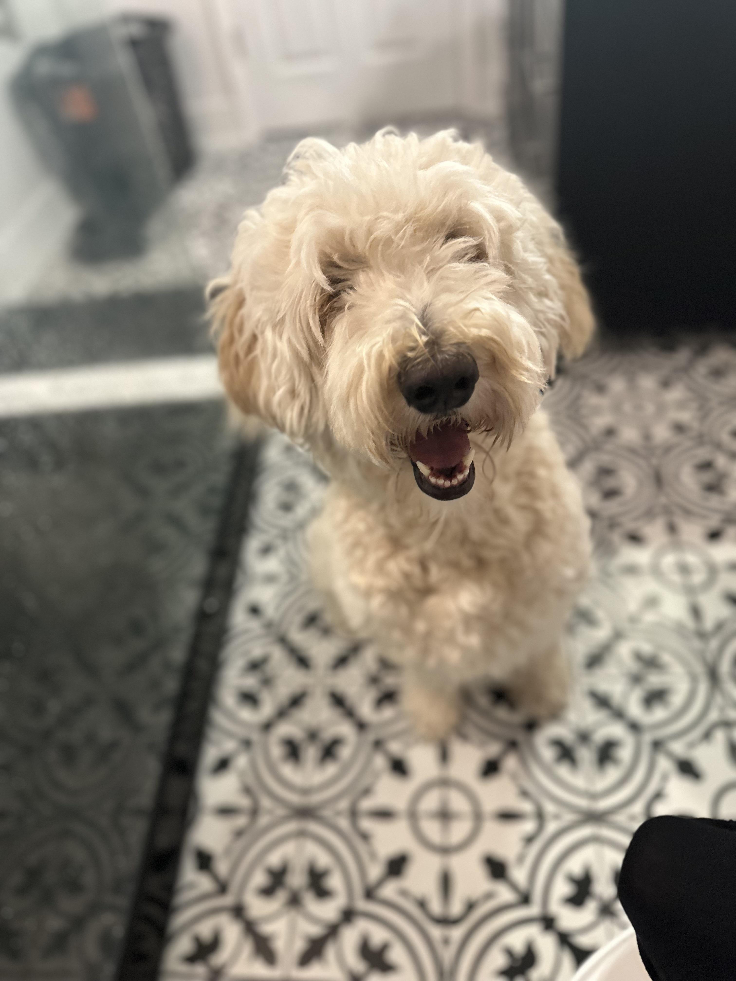 Remi Foster to Adopt, ADOPTABLE, Adult Male Goldendoodle.